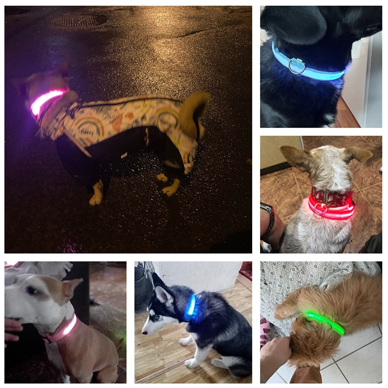 LED Glowing Dog Collar - Nimbyfruit